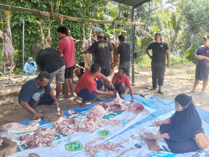 Dokumentasi Penyembelihan Qurban