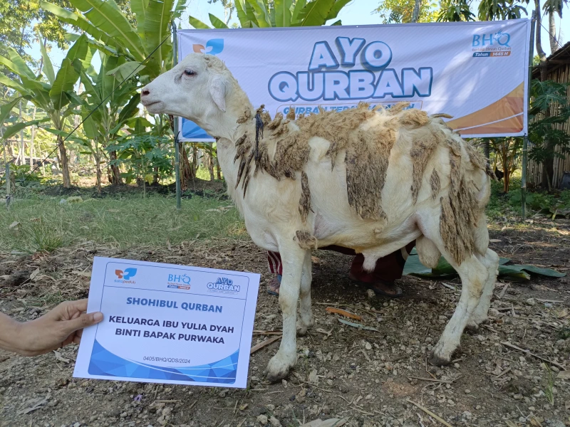 Dokumentasi Penyembelihan Qurban