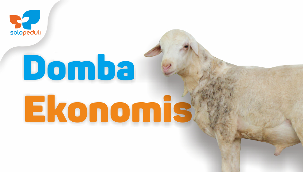 DOMBA EKONOMIS