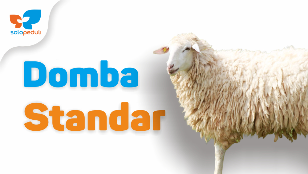 DOMBA STANDAR