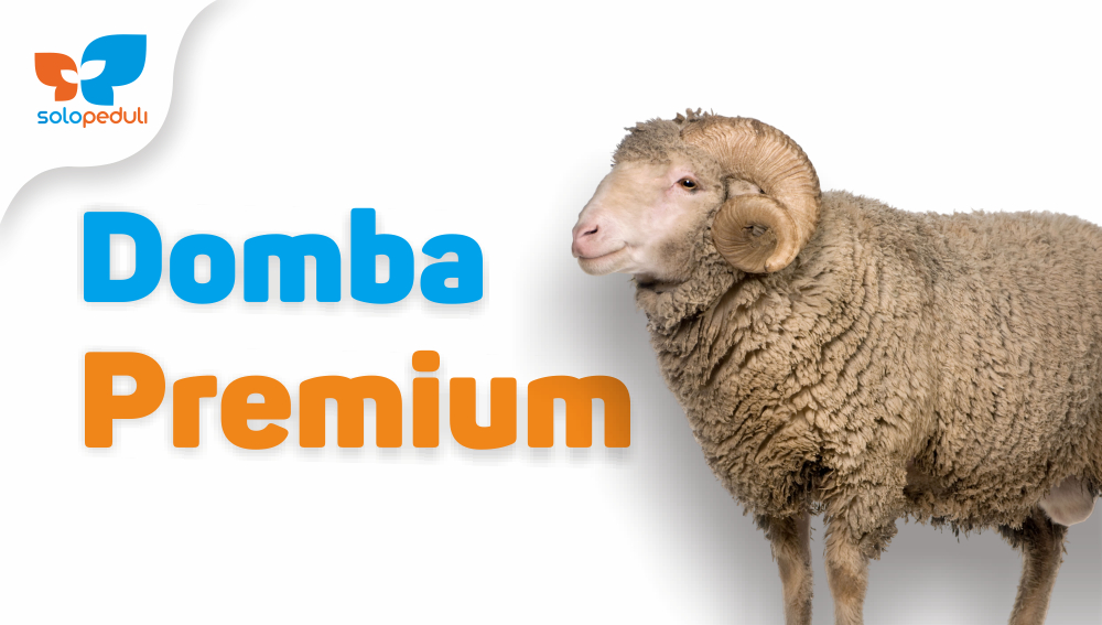 DOMBA PREMIUM
